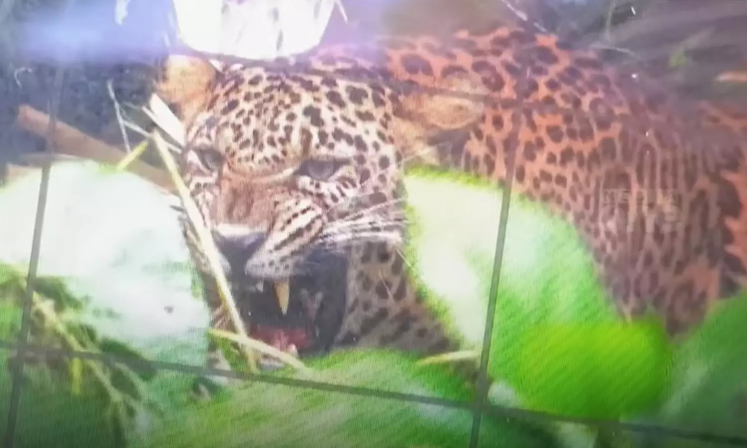 കണ്ണൂർ കാക്കയങ്ങാട് കെണിയിൽ കുടുങ്ങിയ പുലിയെ മയക്കുവെടി വെച്ചു