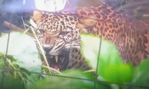 കണ്ണൂർ കാക്കയങ്ങാട് കെണിയിൽ കുടുങ്ങിയ പുലിയെ മയക്കുവെടി വെച്ചു