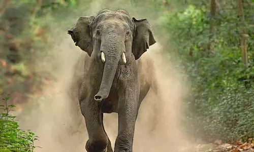 കണ്ണൂരിൽ ആനയെ കണ്ട് ഭയന്നോടിയ രണ്ടുപേർക്ക് വീണ് പരിക്ക്