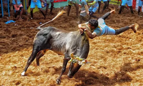 കാളപ്പോരിന് ട്രാക്ടറും കാറും സമ്മാനം; ജല്ലിക്കെട്ടാവേശത്തിൽ തമിഴ്നാട് കാളപ്പോരിന് ട്രാക്ടറും കാറും സമ്മാനം; ജല്ലിക്കെട്ടാവേശത്തിൽ തമിഴ്നാട്