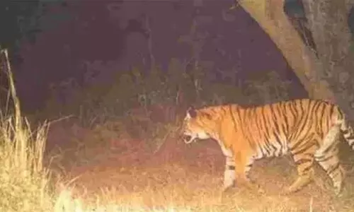 pulpally tiger