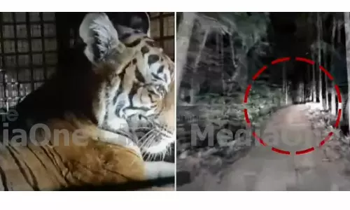 പുൽപ്പള്ളിയിലെ കടുവ കൂട്ടിൽ : മേഖലയിലെ കടുവ ആക്രമണത്തിന്റെ നാൾവഴികൾ