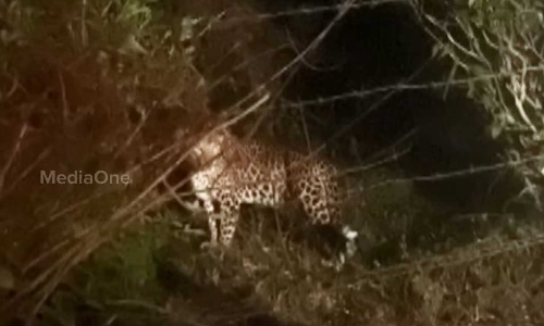 കൽപ്പറ്റയിലെ പുല്‍പ്പാറ എസ്റ്റേറ്റില്‍ വീണ്ടും പുലി ഇറങ്ങി