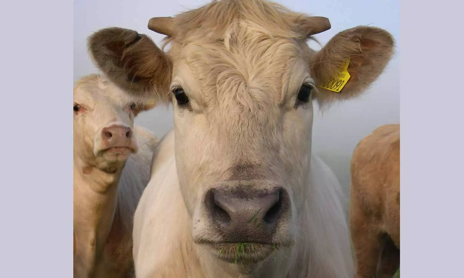 ‘15 മിനിറ്റിനകം രോഗം മാറി’; ഗോമൂത്രത്തെ പുകഴ്ത്തി മദ്രാസ് ഐഐടി ഡയറക്ടർ ‘15 മിനിറ്റിനകം രോഗം മാറി’; ഗോമൂത്രത്തെ പുകഴ്ത്തി മദ്രാസ് ഐഐടി ഡയറക്ടർ