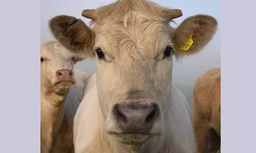 ‘15 മിനിറ്റിനകം രോഗം മാറി’; ഗോ​മൂത്രത്തെ പുകഴ്ത്തി മ​​​​ദ്രാസ് ഐഐടി ഡയറക്ടർ