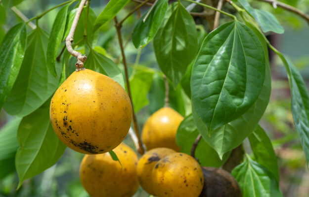 പാലക്കാട്ട് ആചാരത്തിന്‍റെ ഭാഗമായി കാഞ്ഞിരക്കായ കഴിച്ച യുവാവ് മരിച്ചു