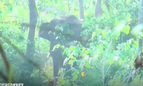 അതിരപ്പിള്ളിയിൽ മസ്തകത്തിൽ പരിക്കേറ്റ കാട്ടാനയെ കണ്ടെത്താനായില്ല; ദൗത്യം അവസാനിപ്പിച്ചു