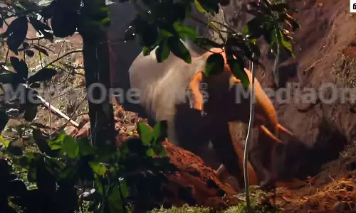 An elephant that fell into a well was rescued