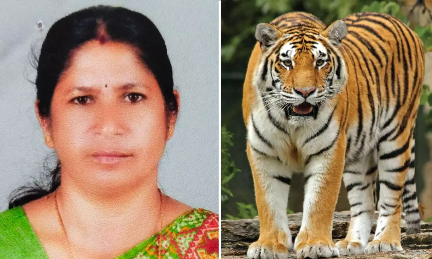 കടുവയുടെ ആക്രമണത്തിൽ ആദിവാസി സ്ത്രീ കൊല്ലപ്പെട്ട സംഭവം: 11 ലക്ഷം നഷ്ടപരിഹാരം