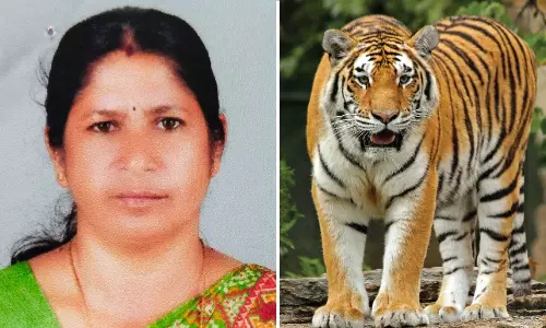 കടുവയുടെ ആക്രമണത്തിൽ ആദിവാസി സ്ത്രീ കൊല്ലപ്പെട്ട സംഭവം: 11 ലക്ഷം നഷ്ടപരിഹാരം