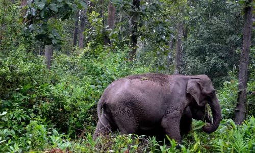 ഊർങ്ങാട്ടിരിയിലെ കാട്ടാന ശല്യം: 7.5 കിലോമീറ്ററിൽ വേലി സ്ഥാപിക്കും