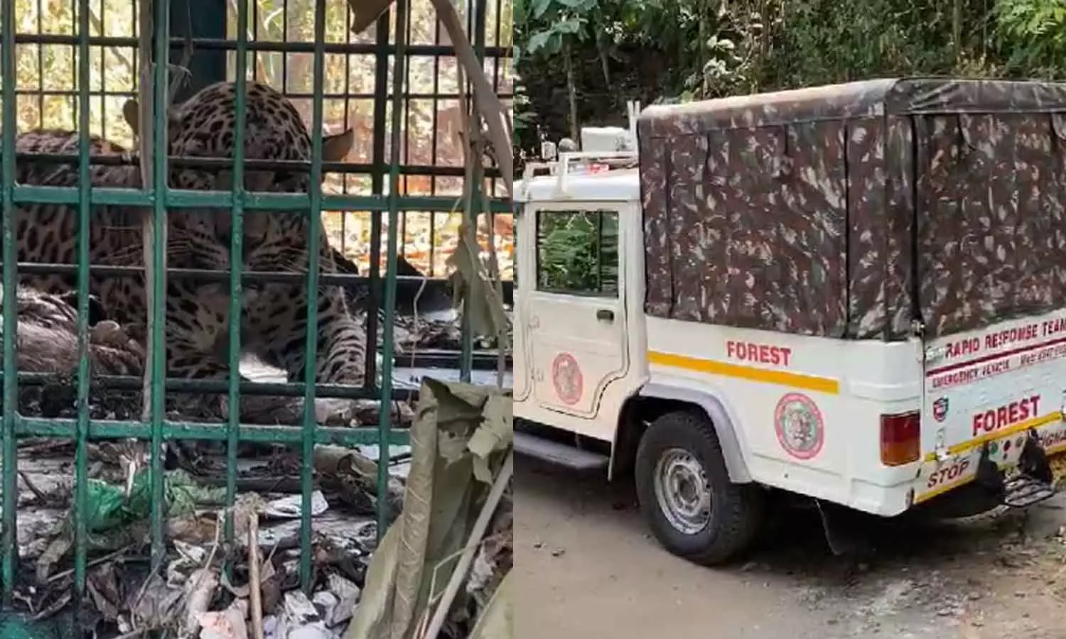 കൂടരഞ്ഞിയിൽ ജനവാസ മേഖലയിൽ ഇറങ്ങിയ പുലി കൂട്ടിലായി കൂടരഞ്ഞിയിൽ ജനവാസ മേഖലയിൽ ഇറങ്ങിയ പുലി കൂട്ടിലായി