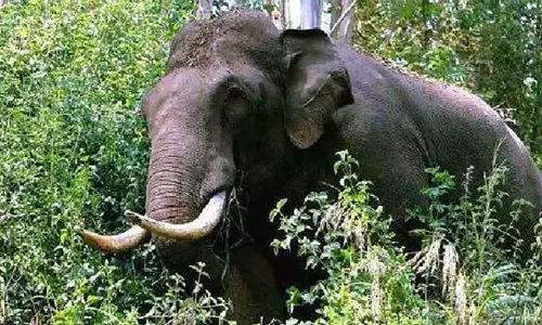 പാലക്കാട് വാളയാറിൽ കാട്ടാനയുടെ ചവിട്ടേറ്റ് ഒരാൾക്ക് പരിക്ക്‌