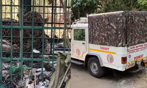 കൂടരഞ്ഞിയിൽ ജനവാസ മേഖലയിൽ ഇറങ്ങിയ പുലി കൂട്ടിലായി