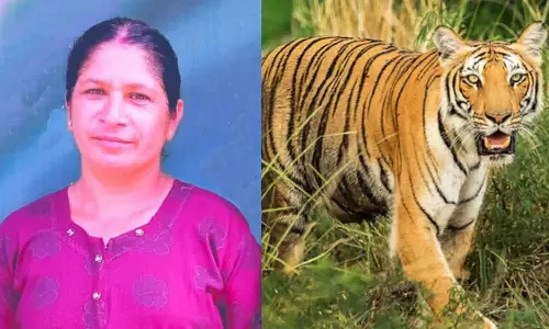 പഞ്ചാരക്കൊല്ലിയിലെ ജനവാസമേഖലയിൽ വീണ്ടും കടുവ; പരിശോധന ശക്തമാക്കി പഞ്ചാരക്കൊല്ലിയിലെ ജനവാസമേഖലയിൽ വീണ്ടും കടുവ; പരിശോധന ശക്തമാക്കി