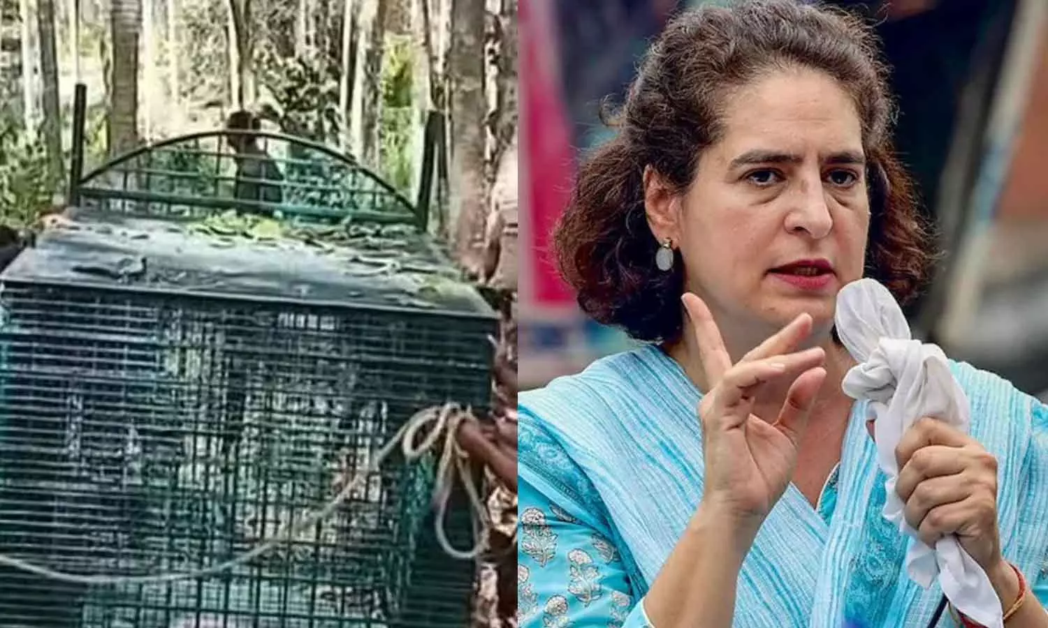 ജനങ്ങളുടെ ആശങ്ക അകറ്റണം,സുരക്ഷ ഉറപ്പാക്കണം: സിസിഎഫുമായി ഫോണിൽ സംസാരിച്ച് പ്രിയങ്ക ഗാന്ധി