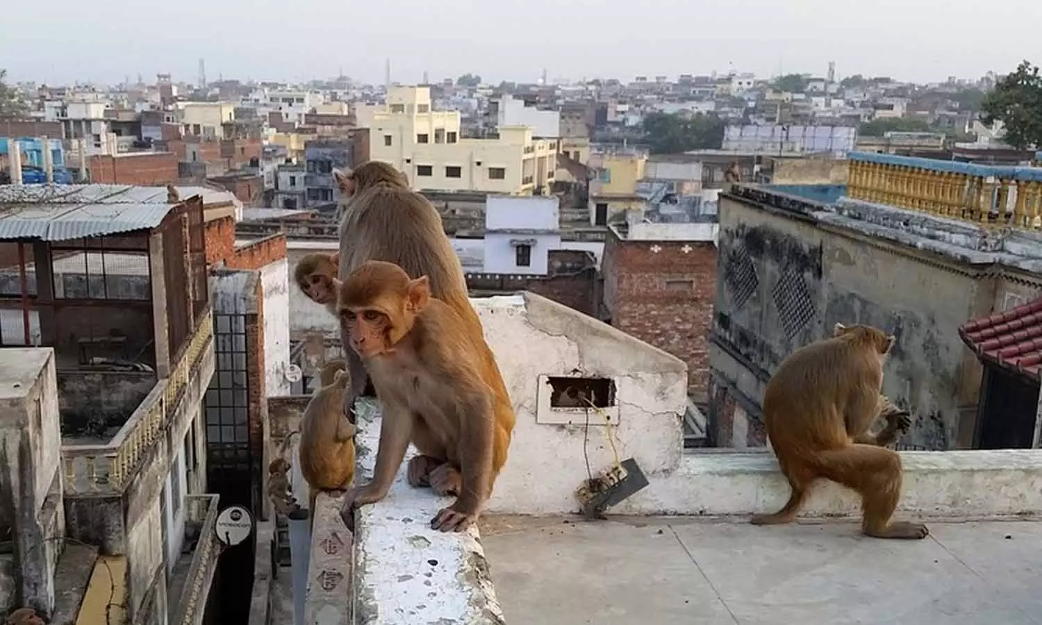 ടെറസിന് മുകളിൽ നിന്ന് കുരങ്ങന്മാർ തള്ളിയിട്ടു : ബിഹാറിൽ പത്താം ക്ലാസ്സുകാരിക്ക് ദാരുണാന്ത്യം