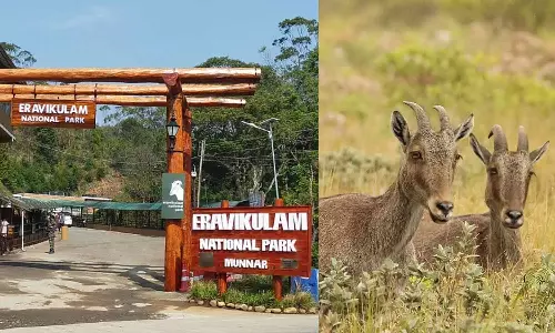 വരയാടുകളുടെ പ്രജനനകാലം: ഇരവികുളം ദേശീയോദ്യാനം ഫെബ്രുവരി ഒന്നിന് അടയ്ക്കും