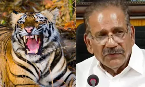 കടുവയെ നരഭോജിയായി പ്രഖ്യാപിക്കും, ഉടൻ വെടിവെക്കും : വനം മന്ത്രി എ.കെ ശശീന്ദ്രൻ
