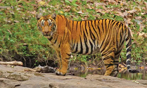 വയനാട് കടുവ ആക്രമണം: ഭീതി നിലനിൽക്കുന്ന സ്ഥലങ്ങളിൽ 48 മണിക്കൂർ കർഫ്യൂ