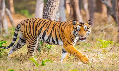 ഗുണ്ടൽപേട്ടിൽ കർഷകന് നേരെ കടുവയുടെ ആക്രമണം