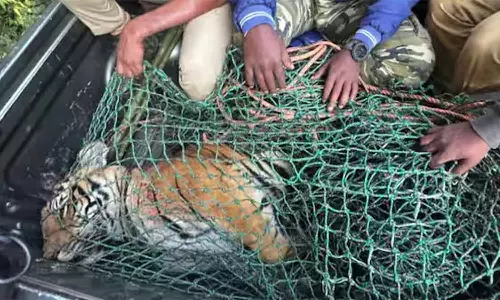 Wayanad Man killing tiger postmortem report Wayanad Man killing tiger postmortem report