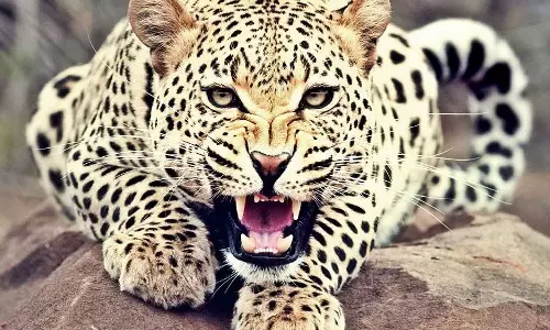 Leopard attack in Wayanad