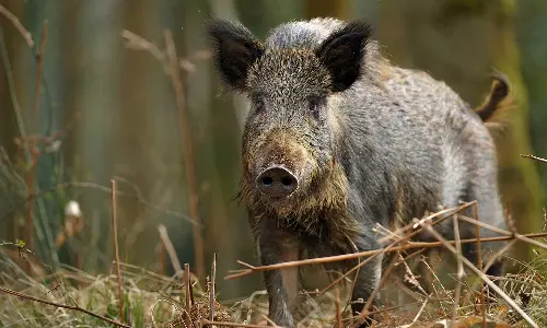 കാട്ടു പന്നിയെ ക്ഷുദ്ര ജീവിയായി പ്രഖ്യാപിക്കണം: പി. പ്രസാദ്