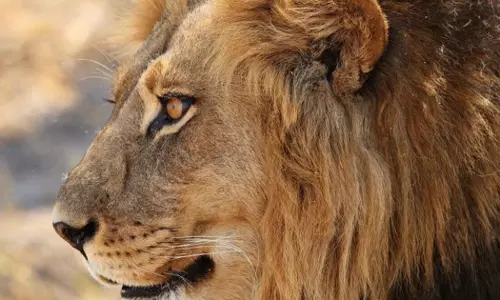 ഖത്തറിൽ സിംഹത്തിൻെറ ആക്രമണത്തിൽ കൗമാരക്കാരന് പരിക്ക്