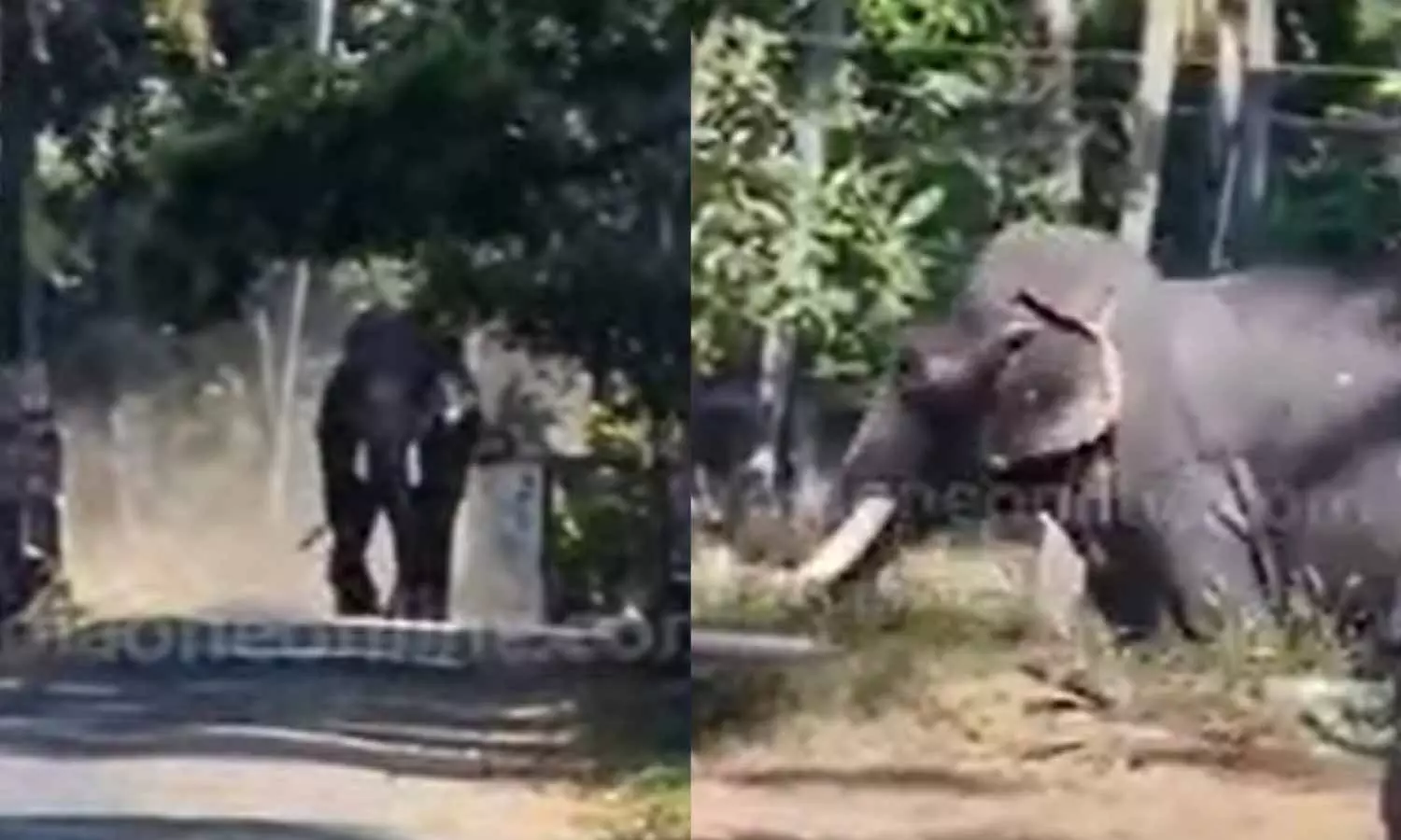 തൃശ്ശൂരിൽ ഉത്സവത്തിന് എത്തിച്ച ആന ഇടഞ്ഞ് ഒരാളെ കുത്തിക്കൊന്നു