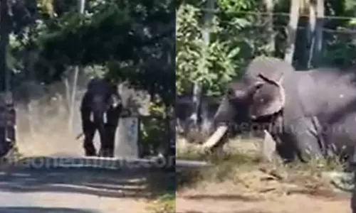 തൃശ്ശൂരിൽ ഉത്സവത്തിന് എത്തിച്ച ആന ഇടഞ്ഞ് ഒരാളെ കുത്തിക്കൊന്നു