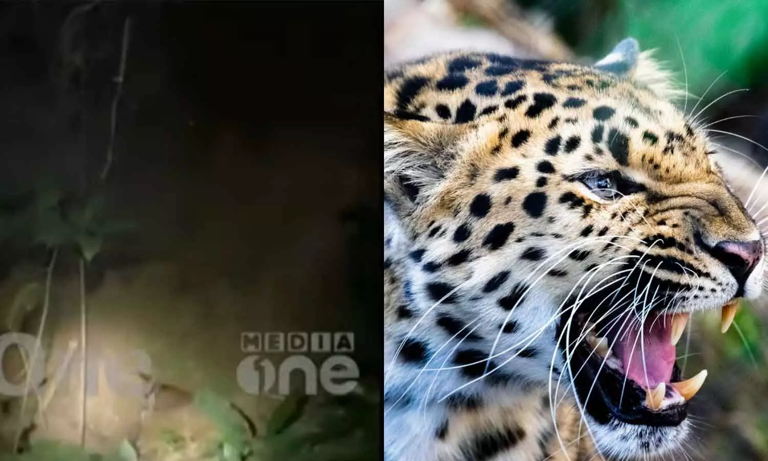 കാസർകോട് പുലി തുരങ്കത്തിൽ കുടുങ്ങി കാസർകോട് പുലി തുരങ്കത്തിൽ കുടുങ്ങി