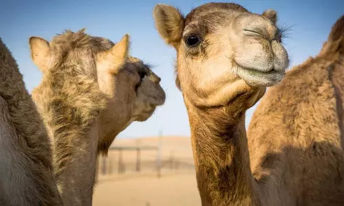 കിലോക്ക് വില 600 മുതൽ 700 വരെ: മലപ്പുറത്ത് ഒട്ടക ഇറച്ചി വിൽക്കാനുള്ള നീക്കം തടഞ്ഞ് പൊലീസ്‌