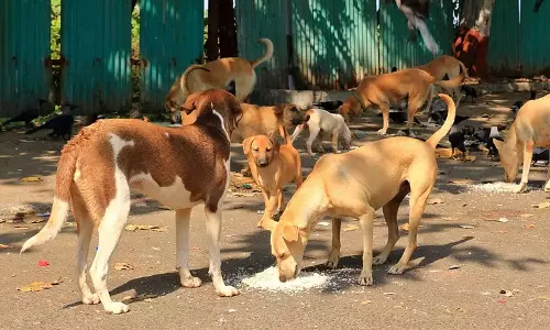 തെരുവ് നായ ആക്രമണം പ്രതിരോധിക്കാൻ രണ്ടുകോടി | Kerala Budget 2025 |