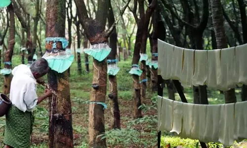 റബ്ബർ മേഖലയെ സംസ്ഥാന-കേന്ദ്ര ബജറ്റുകളിൽ അവഗണിച്ചു; പ്രതിഷേധം സംഘടിപ്പിക്കാനൊരുങ്ങി കർഷക സംഘടനകൾ