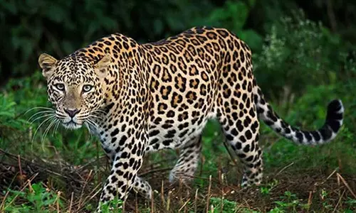 പുലി ഭീതിയിൽ കോട്ടയം മുണ്ടക്കയം പശ്ചിമ നിവാസികൾ; വളർത്തുനായ്ക്കളെ ആക്രമിച്ചത് പുലി തന്നെന്ന് നാട്ടുകാർ