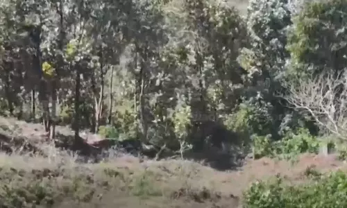 ജനവാസ മേഖലയിൽ പുലി ഇറങ്ങുന്നത് പതിവ്; അട്ടപ്പാടി ഗൂളിക്കടവ് നിവാസികൾ ഭീതിയിൽ