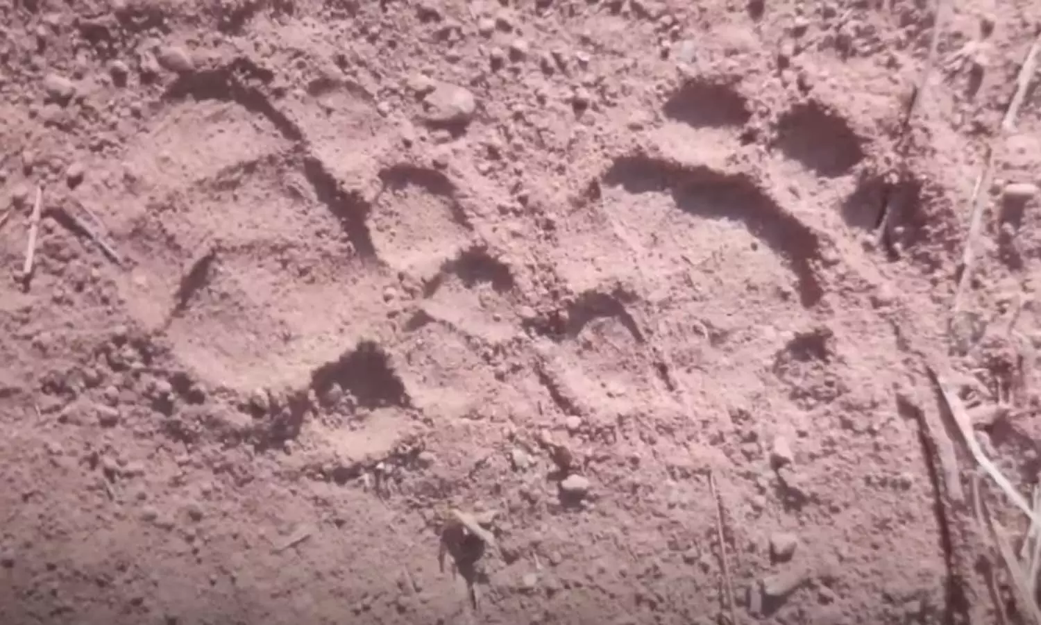 വയനാട് തലപ്പുഴ ജനവാസമേഖലയിൽ കടുവാ സാന്നിധ്യം; കാൽപ്പാടുകൾ കണ്ടെത്തി വയനാട് തലപ്പുഴ ജനവാസമേഖലയിൽ കടുവാ സാന്നിധ്യം; കാൽപ്പാടുകൾ കണ്ടെത്തി