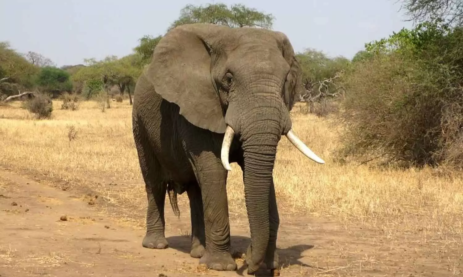 Elephant attack women killed