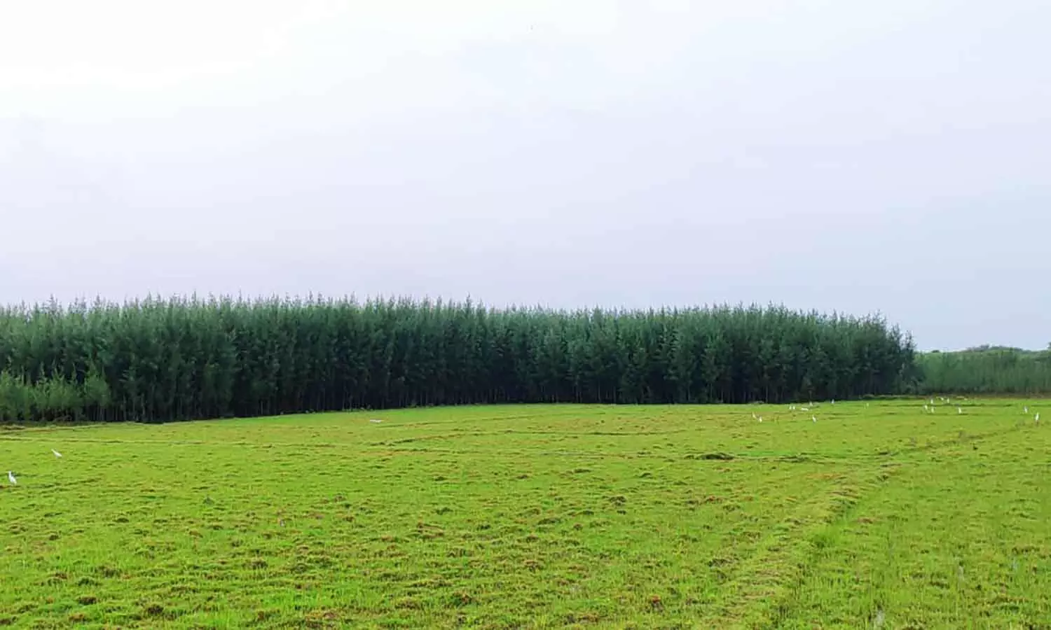 പത്ത് സെന്റ് ഭൂമിയിൽ വീടുവെക്കാൻ തരം മാറ്റേണ്ട; ഭൂമി തരം മാറ്റത്തിൽ ഇളവുമായി സർക്കാർ;