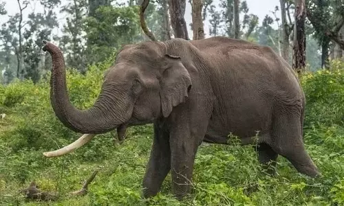 പാലോട് വനത്തിൽ 50കാരൻ മരിച്ചത് കാട്ടാനയാക്രമത്തിൽ; സ്ഥിരീകരിച്ച് വനം വകുപ്പ്