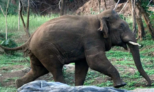 wild elephant kerala