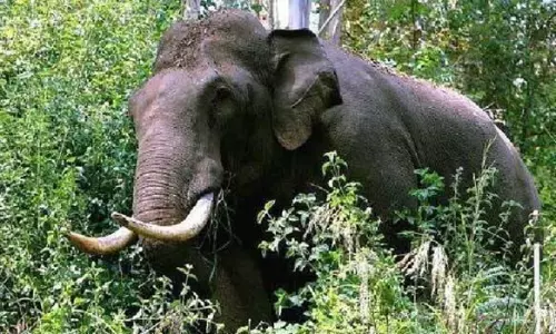 wild elephant kerala