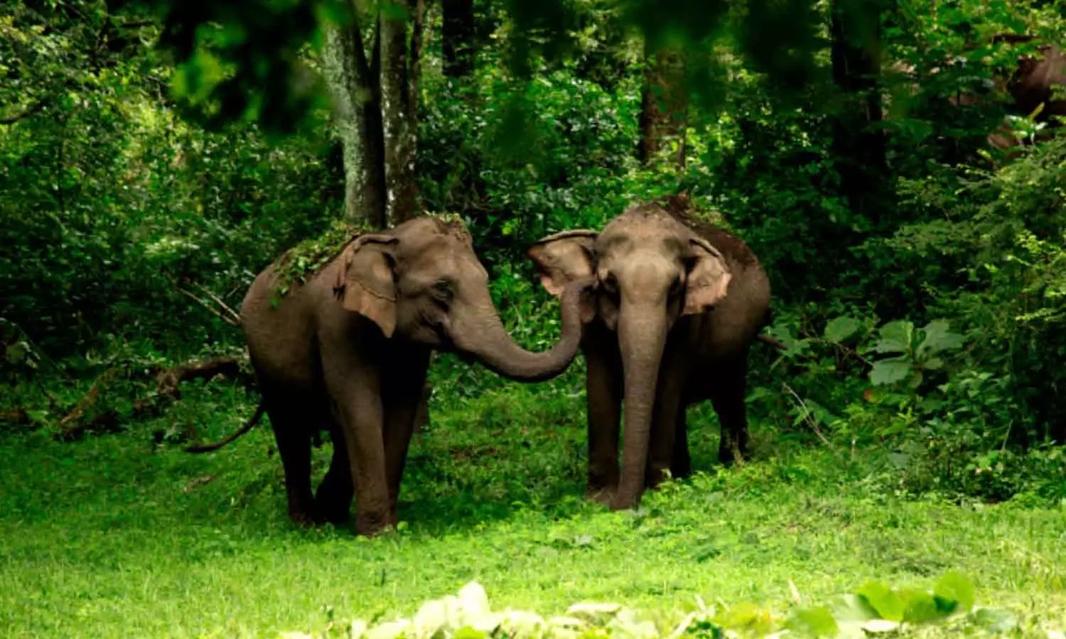 വന്യജീവി ആക്രമണം നേരിടാൻ വനാതിർത്തികളിൽ ഡ്രോൺ നിരീക്ഷണം; ഡ്രോൺ ഓപറേറ്റീങ് ഏജൻസികളുമായി കരാറുണ്ടാക്കും