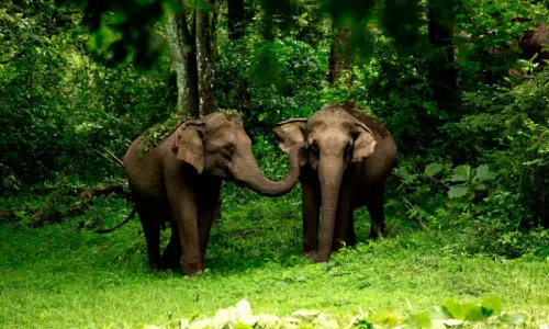 വന്യജീവി ആക്രമണം നേരിടാൻ വനാതിർത്തികളിൽ ഡ്രോൺ നിരീക്ഷണം; ഡ്രോൺ ഓപറേറ്റീങ് ഏജൻസികളുമായി കരാറുണ്ടാക്കും