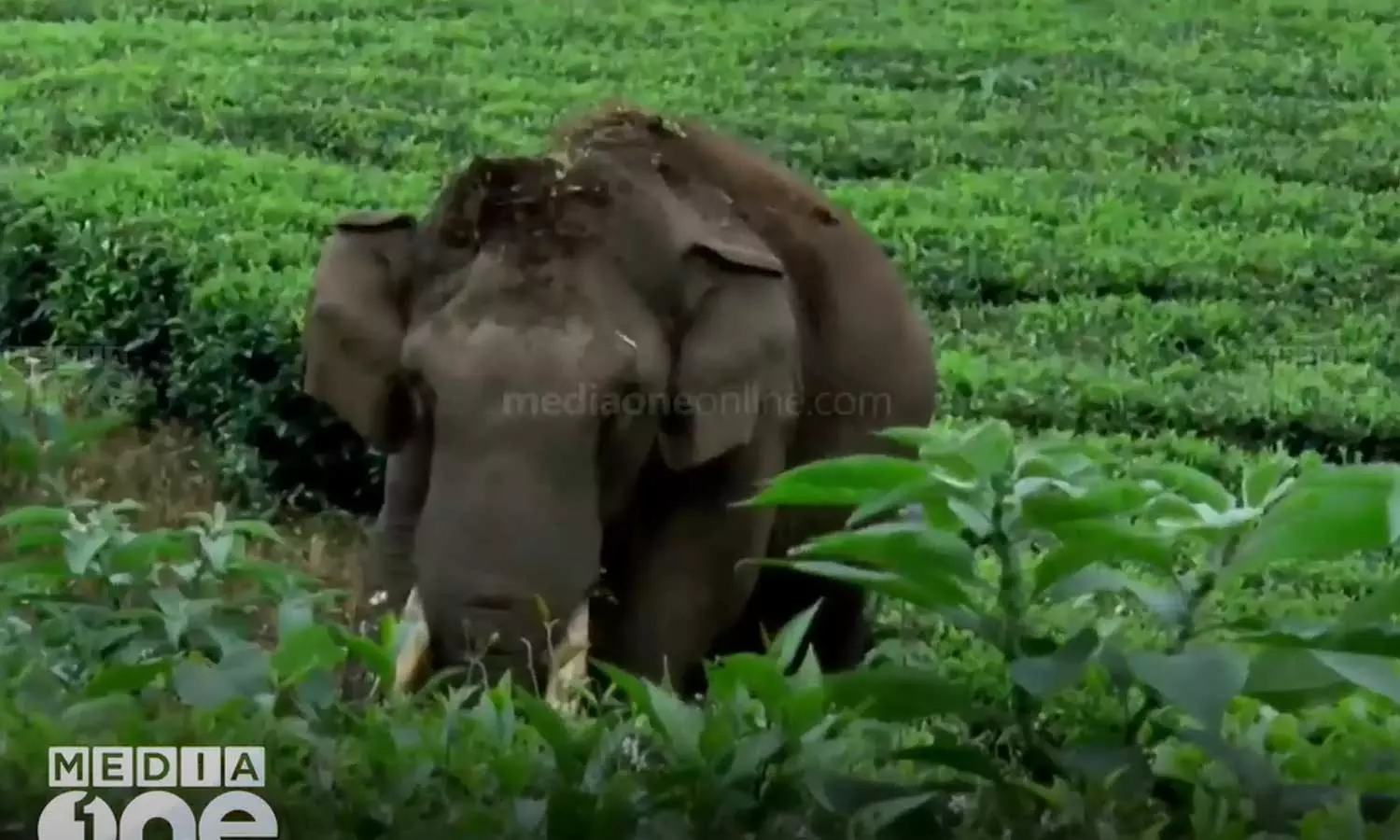 ജനവാസ മേഖലയില്‍ ഭീതി പരത്തുന്നു: പടയപ്പയെ നിരീക്ഷിക്കാന്‍ പ്രത്യേക സംഘം