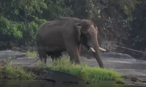അതിരപ്പിള്ളിയിൽ മസ്തകത്തിൽ മുറിവേറ്റ ആനയെ കൂട്ടിലാക്കരുതെന്ന് ഡോക്ടർമാർ; പരിക്ക് ഗുരുതരമാകുമെന്ന് മുന്നറിയിപ്പ്