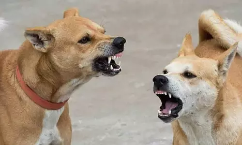 ഇടുക്കിയിൽ തെരുവുനായ ആക്രമണത്തിൽ രണ്ട് കുട്ടികൾക്ക് പരിക്ക്