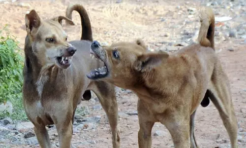 പുത്തനങ്ങാടിയിൽ തെരുവുനായ ആക്രമണം; മൂന്നു മാസം പ്രായമായ കുഞ്ഞടക്കം 7 പേർക്ക് പരിക്ക്