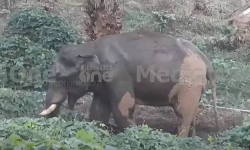 അതിരപ്പിള്ളിയിൽ മസ്തകത്തിൽ പരിക്കേറ്റ ആന അവശനിലയിൽ തുടരുന്നു